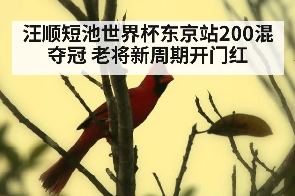 汪顺短池世界杯东京站200混夺冠 老将新周期开门红